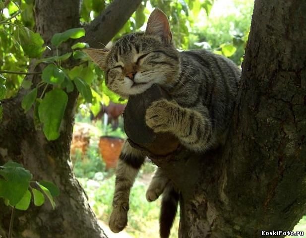 Бэлла Климанова фотография #17