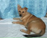 Тимка __ фотография #24 (источник - https://vk.com/id147852110)