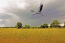Іруська Туська фотография #46 (источник - https://vk.com/id139839403)