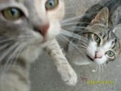 Ірина Бердичевська фотография #45 (источник - https://vk.com/id24145785)