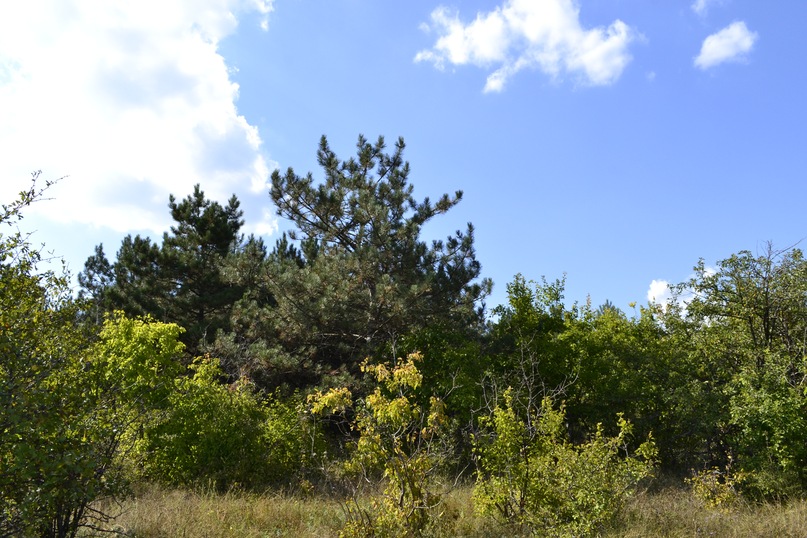 Дмитрий Спасенко фотография #23