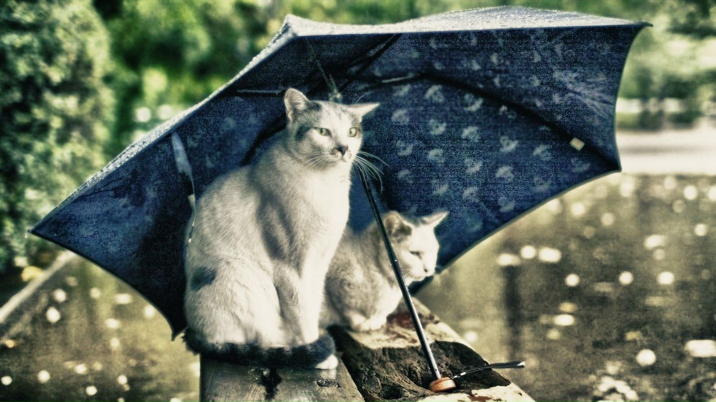 Николай Троицкий фотография #45