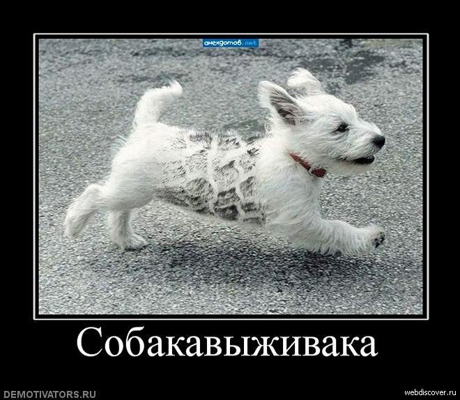 Дмитрий Медведев фотография #16