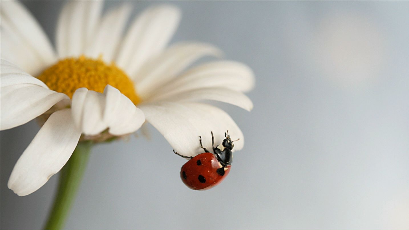 Эрик Папаян фотография #24