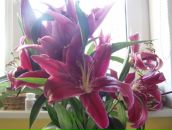 Фотография Финкельштейн Юлии