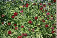 Lana Cr фотография #31 (источник - https://vk.com/id1015047)