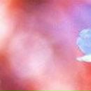 Катерина Ільїна фотография #36 (источник - https://vk.com/id9328914)