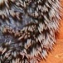 Вікусічка Любима фотография #36 (источник - https://vk.com/id54560839)