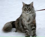 Фотография Сухомлин-Хасановой Евгении