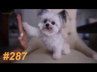 Приколы февраль 2017 №287