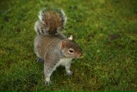 Фотография Георгиевской Елены