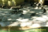 Іван Спас фотография #38 (источник - https://vk.com/id103149214)