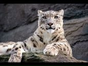 Ігор Ентін фотография #20 (источник - https://vk.com/id11286285)