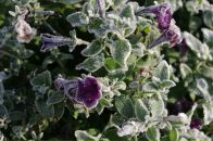 Фотография Толстовой Екатерины