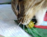 Фотография Розовой Юлии