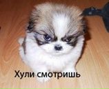 Дімон Кошмак фотография #44 (источник - https://vk.com/id102359592)