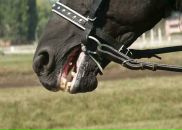 Princess ....ᵀᴹ фотография #13 (источник - https://vk.com/id98658294)