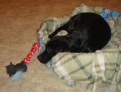 Фотография Ломоносова Антона