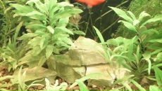 Dathim Origin фотография #4 (источник - https://vk.com/id2932718)