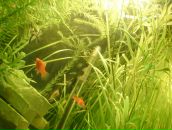 Dathim Origin фотография #32 (источник - https://vk.com/id2932718)