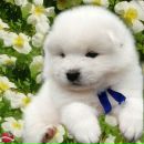 Вікторія Білоцеркович фотография #47 (источник - https://vk.com/id156500149)