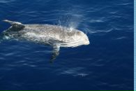 Алексей Малышкин фотография #44 (источник - https://vk.com/id2426457)