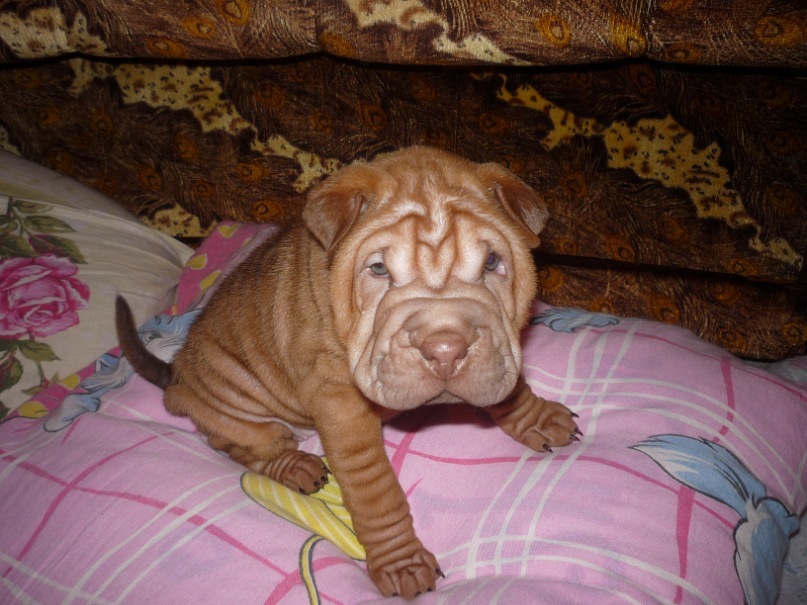 Дмитрий Малов фотография #6