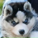 Фотография Москалова Виктора