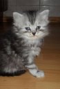 Кот Салтыков фотография #33 (источник - https://vk.com/id82408447)