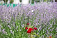 Павел Волк фотография #3 (источник - https://vk.com/id470503)