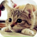 Інна Шевчук фотография #28 (источник - https://vk.com/id114927555)