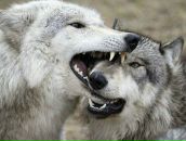 Фотография Косицыной Елены