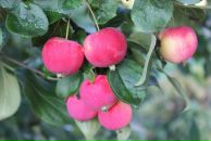 Фотография Х Ольги