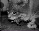 Main Event фотография #15 (источник - https://vk.com/id536653)