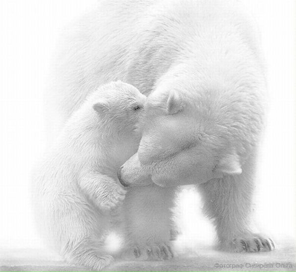 White Bear фото №3