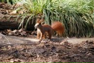 Elena Hellauri фотография #5 (источник - https://vk.com/id355830)