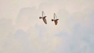 Би-2 - Нас всегда было двое (Премьера 2023)